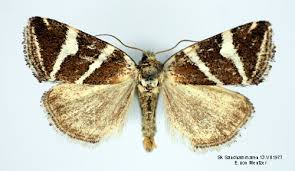 Attēlu rezultāti vaicājumam “Deltote bankiana”