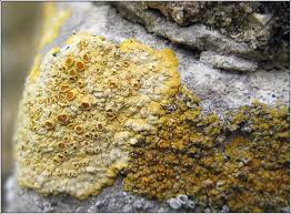 Attēlu rezultāti vaicājumam “Licea pusilla sessile”