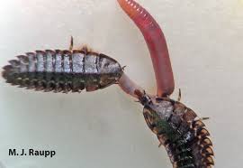 Attēlu rezultāti vaicājumam “Lampyridae”