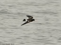 Image result for Oceanites oceanicus