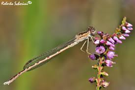 Attēlu rezultāti vaicājumam “Sympecma paedisca”