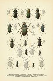 Attēlu rezultāti vaicājumam “Poecilus lepidus”