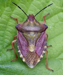 Attēlu rezultāti vaicājumam “Carpocoris sp. nymph”