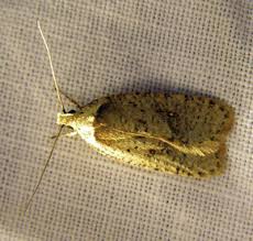 Attēlu rezultāti vaicājumam “Agonopterix aranella”