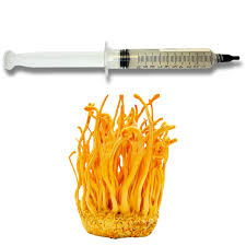 Attēlu rezultāti vaicājumam “Cordyceps militaris”