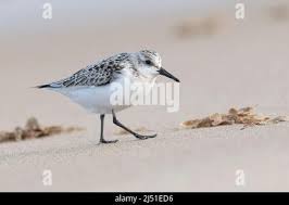Attēlu rezultāti vaicājumam “Calidris alba adult”