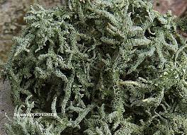 Attēlu rezultāti vaicājumam “Usnea hirta”