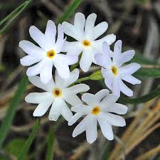 Attēlu rezultāti vaicājumam “Primula farinosa flower”