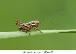 Attēlu rezultāti vaicājumam “Metrioptera roeselii”