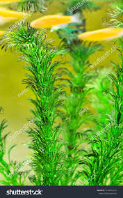 Attēlu rezultāti vaicājumam “Ceratophyllum submersum leaf”