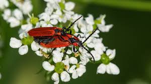 Attēlu rezultāti vaicājumam “Lygistopterus sanguineus”
