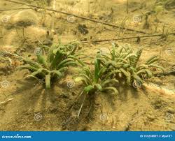 Attēlu rezultāti vaicājumam “Lobelia dortmanna leaf”