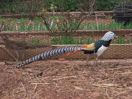 Image result for Chrysolophus amherstiae