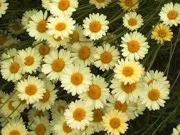 Image result for Anthemis tinctoria