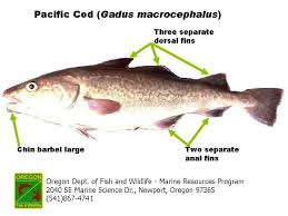 Image result for Gadus macrocephalus