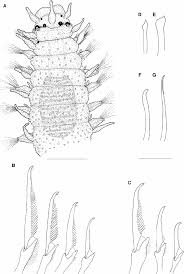 Attēlu rezultāti vaicājumam “Erinaceus sp.”