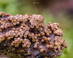 Attēlu rezultāti vaicājumam “Trichia erecta macro”