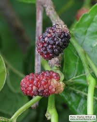 Attēlu rezultāti vaicājumam “Morus alba”