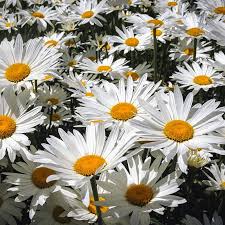 Image result for Chrysanthemum leucanthemum