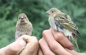 Attēlu rezultāti vaicājumam “Carpodacus erythrinus”