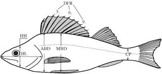 Attēlu rezultāti vaicājumam “Perca fluviatilis”