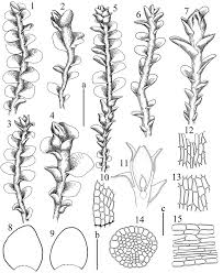 Attēlu rezultāti vaicājumam “Isopaches bicrenatus”