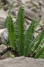 Attēlu rezultāti vaicājumam “Polystichum lonchitis”