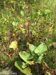 Attēlu rezultāti vaicājumam “Ligularia sibirica leaf”