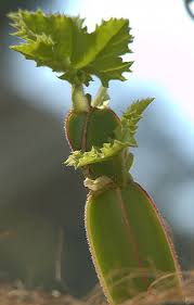 Attēlu rezultāti vaicājumam “Vitaceae”