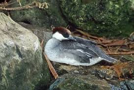 Attēlu rezultāti vaicājumam “Mergus albellus”