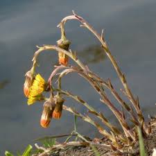 Attēlu rezultāti vaicājumam “Tussilago farfara bud”