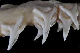 Image result for Alopias superciliosus