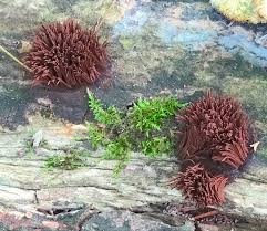 Attēlu rezultāti vaicājumam “Stemonitis axifera var. smithii macro”