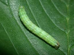 Attēlu rezultāti vaicājumam “Aethalura punctulata”