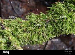 Attēlu rezultāti vaicājumam “Brachythecium”