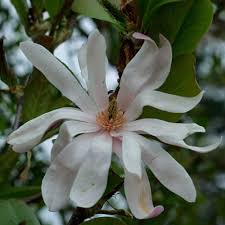 Attēlu rezultāti vaicājumam “Magnolia x loebneri”