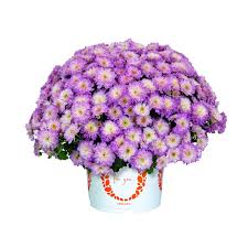 Image result for Chrysanthemum spectabile