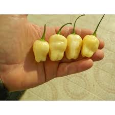 Afbeeldingsresultaat voor white habanero hot pepper