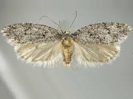 Attēlu rezultāti vaicājumam “Semioscopis avellanella imago”