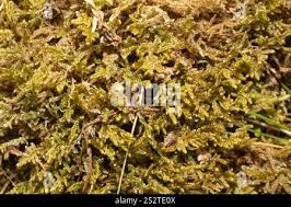 Attēlu rezultāti vaicājumam “Hypnum jutlandicum”