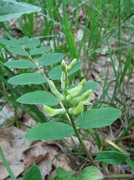 Attēlu rezultāti vaicājumam “Astragalus glycyphyllos fruit”
