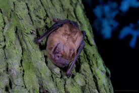 Attēlu rezultāti vaicājumam “Nyctalus noctula”