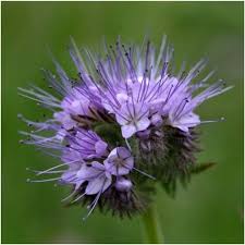 Attēlu rezultāti vaicājumam “Phacelia tanacetifolia flower”