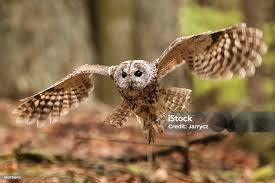 Image result for Strix aluco