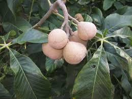 Attēlu rezultāti vaicājumam “Aesculus x hybrida fruit”