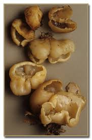 Attēlu rezultāti vaicājumam “Peziza vesiculosa”