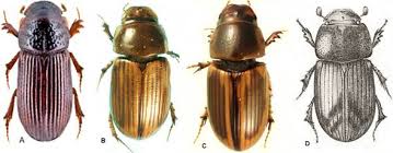 Attēlu rezultāti vaicājumam “Aphodius subterraneus”