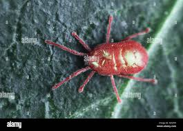 Attēlu rezultāti vaicājumam “Acari”