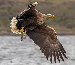 Attēlu rezultāti vaicājumam “Haliaeetus albicilla adult”