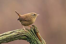 Attēlu rezultāti vaicājumam “Troglodytes troglodytes adult”